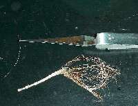 電線から細線を取り出す