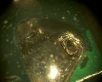 半田不良部の拡大